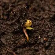 Dutch Blue Auto - Spliff Seeds