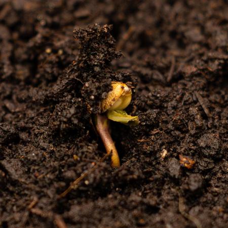 Dutch Blue Auto - Spliff Seeds