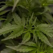 Dutch Blue Auto - Spliff Seeds