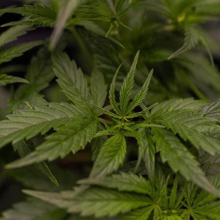 Dutch Blue Auto - Spliff Seeds