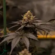 Biscotti Gelato - FastBuds