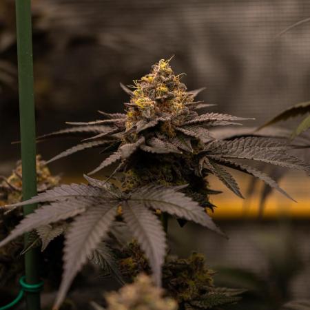 Biscotti Gelato - FastBuds