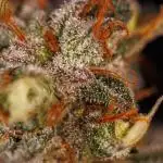 Spliff Seeds - CBD Spliff Berry