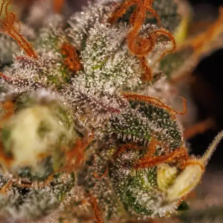 Spliff Seeds - CBD Spliff Berry