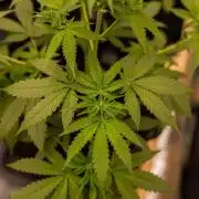 San Fernando Valley Kush-Paradise Seeds