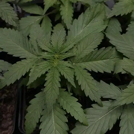 Zkittlez - Spliff Seeds