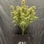 FastBuds - Cherry Cola. SP3000
