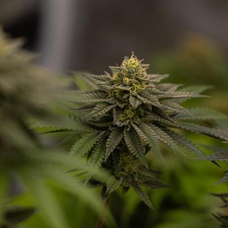 Rainbow Road - Paradise Seeds