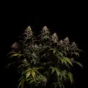 Mega Power Plant - Spliff Seeds