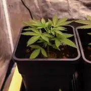 Spliffs Strawberry - Spliff Seeds