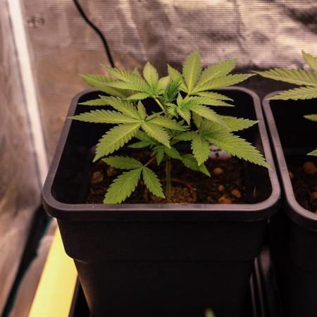 Spliffs Strawberry - Spliff Seeds