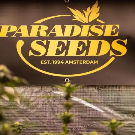 Paradise Seeds - L.A. Amnesia