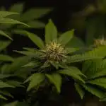 Acid - Paradise Seeds