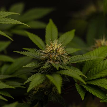 Acid - Paradise Seeds