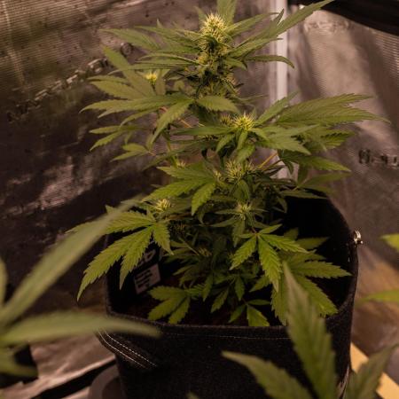 Guava Sundae Auto