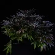 Spliff Seeds - Gold Bar Kush