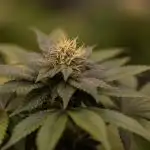 Space Cookies- Paradise Seeds