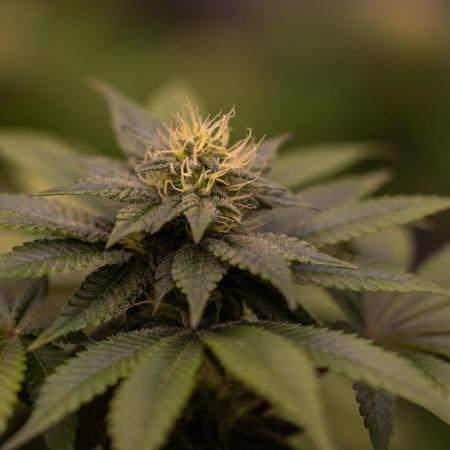 Space Cookies- Paradise Seeds