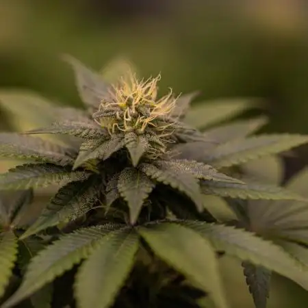 Space Cookies- Paradise Seeds