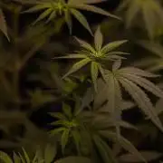 San Fernando Valley Kush-Paradise Seeds