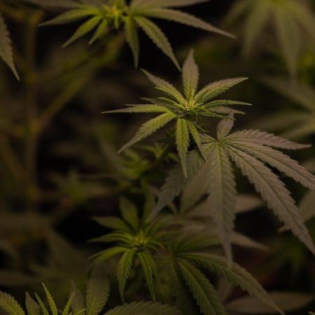 San Fernando Valley Kush-Paradise Seeds