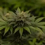 Space Cookies- Paradise Seeds