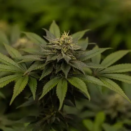 Space Cookies- Paradise Seeds