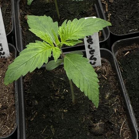 Bubblegun - Spliff Seeds