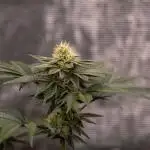 Biscotti Gelato - FastBuds