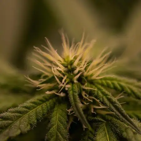 Spliff Seeds - CBD Spliff Berry