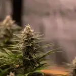 Zkittlez - Spliff Seeds