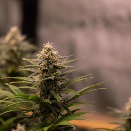 Zkittlez - Spliff Seeds