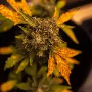 Banana Purple Auto - Paradise Seeds