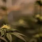Fast Buds - Gorilla Melon