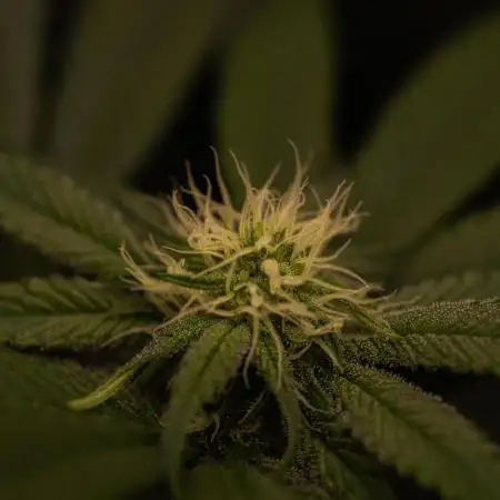 Paradise Seeds - Opium