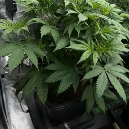 Bubblegun - Spliff Seeds