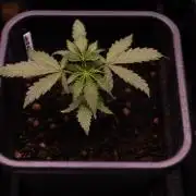 Lemon Crem Kush Auto - Spliff Seeds