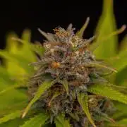 Paradise Seeds - Stromboli Auto