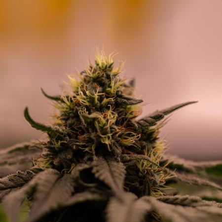 Spliff Seeds - CBD Medi Kush