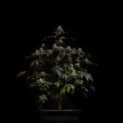 Space Cookies- Paradise Seeds