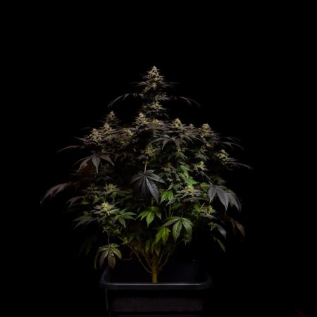 Space Cookies- Paradise Seeds