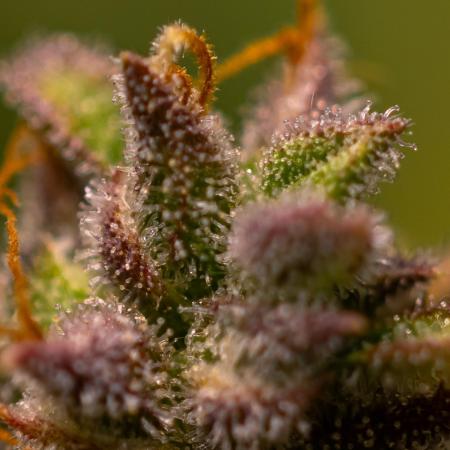 Neville’s Haze Auto