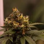 Spliff Seeds - Mint Runtz