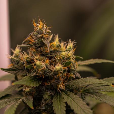 Spliff Seeds - Mint Runtz