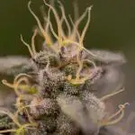 Space Cookies- Paradise Seeds