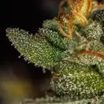 Paradise Seeds - Tester#49405