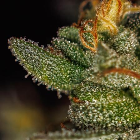 Paradise Seeds - Tester#49405