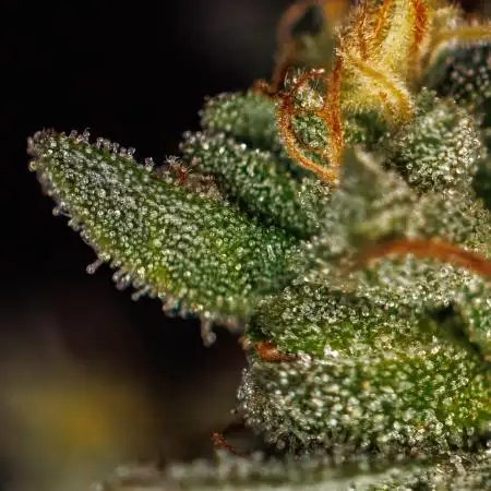 Paradise Seeds - Tester#49405