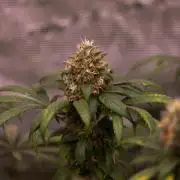 Afghani Gold - Spliff Seeds