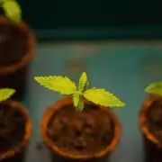 Purple Berry Kush - Spliff Seeds